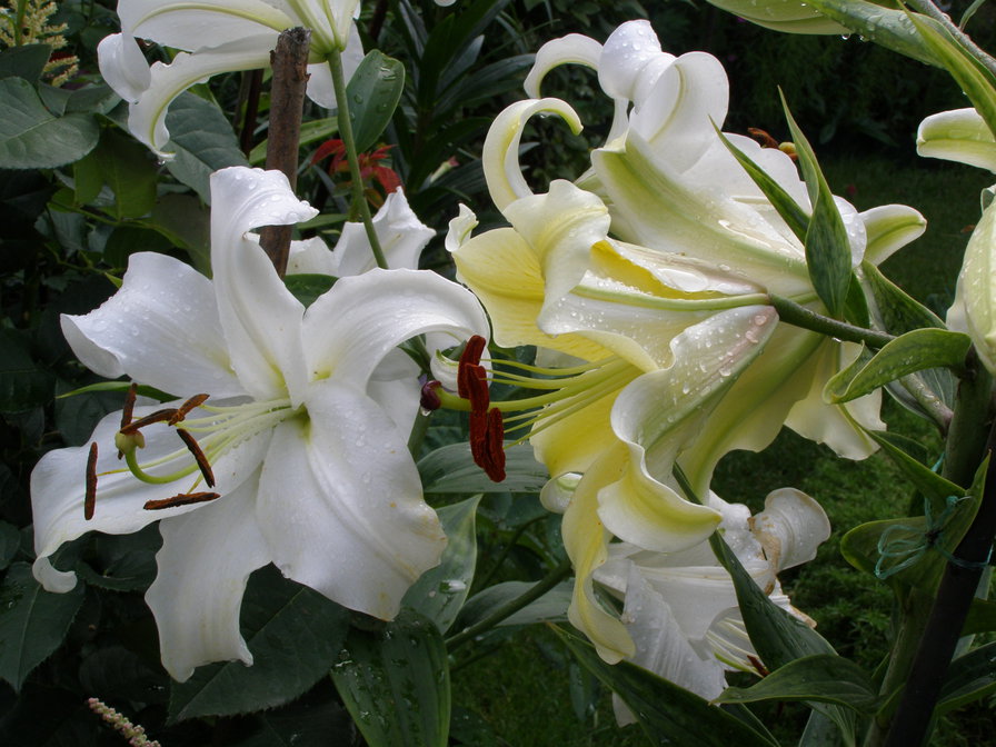 ЛІЛІЇ - квіти - оригинал