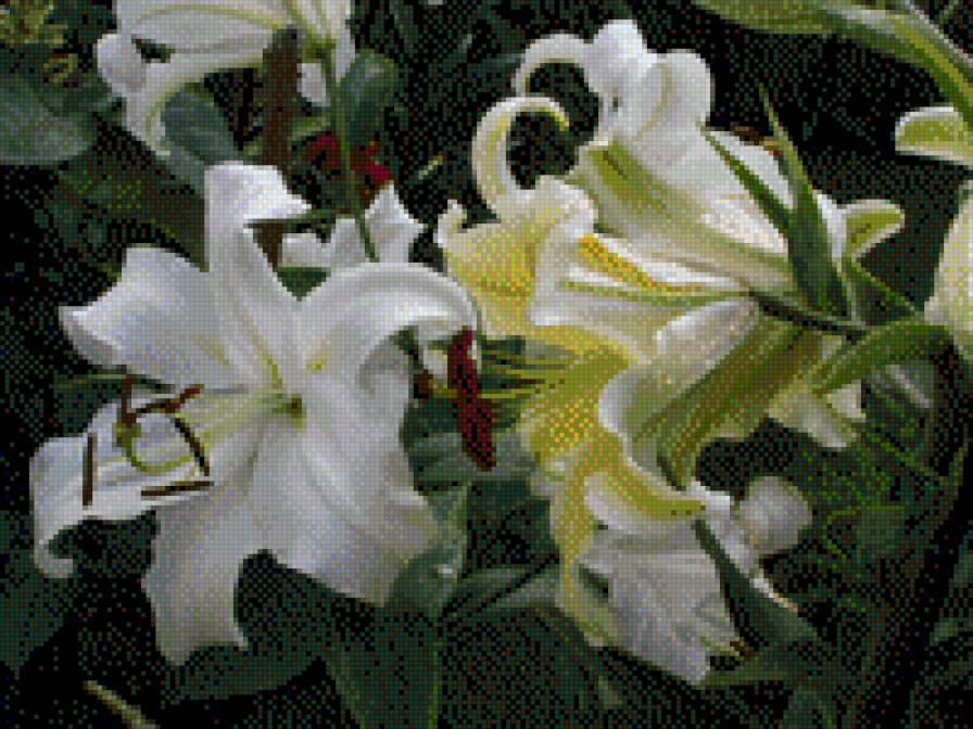 ЛІЛІЇ - квіти - предпросмотр