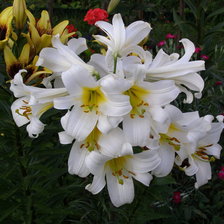 Схема вышивки «ЛІЛІЇ»