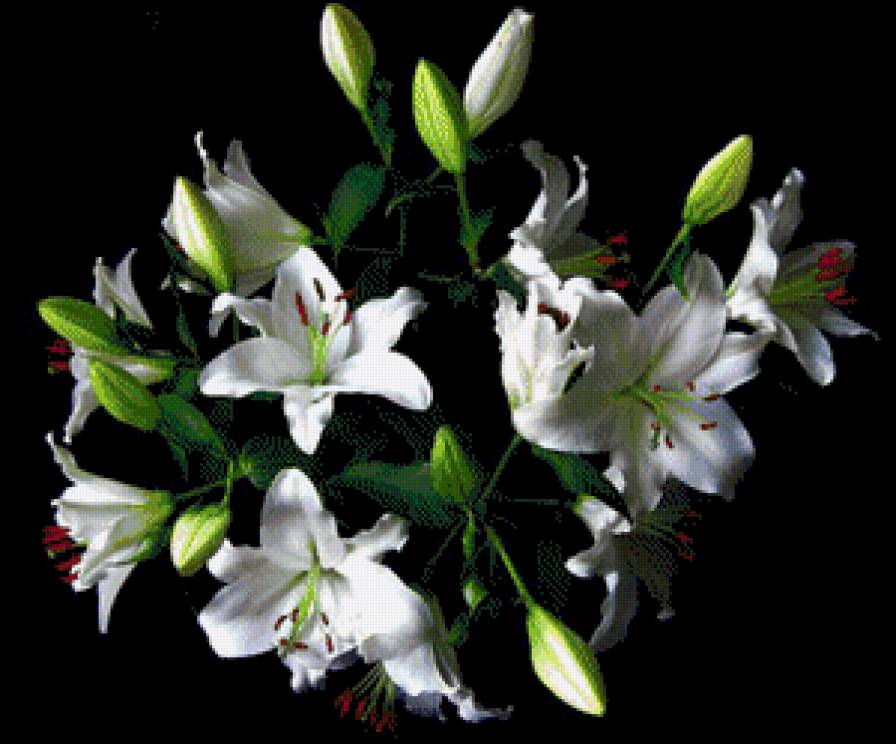 ЛІЛІЇ - квіти - предпросмотр