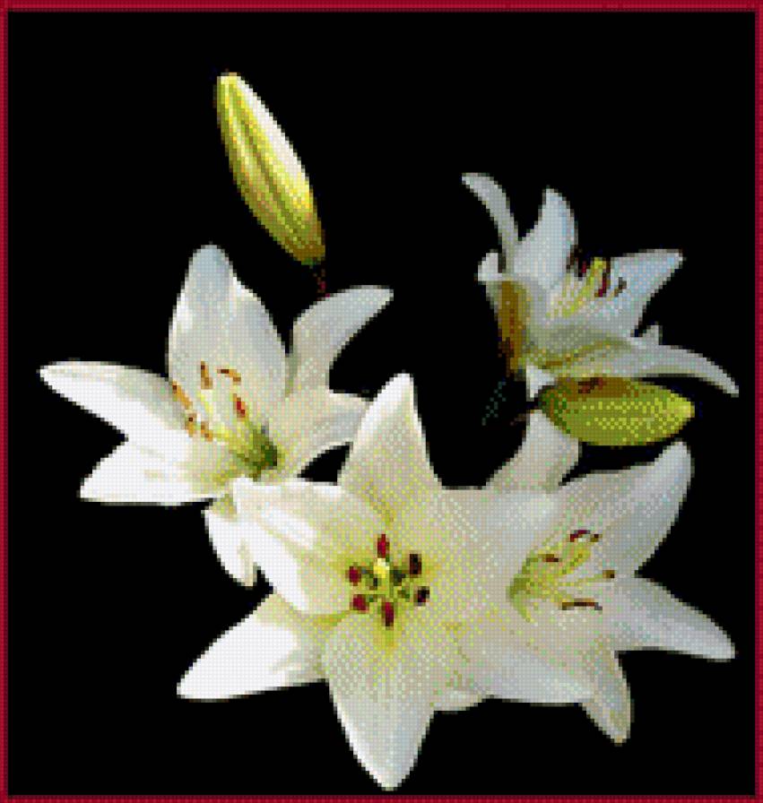 ЛІЛІЇ - квіти - предпросмотр