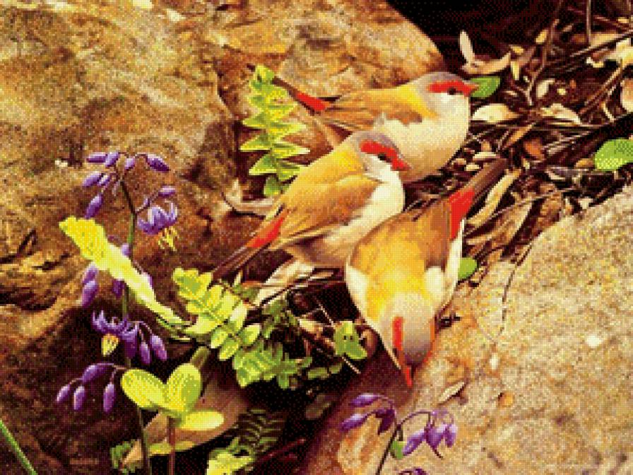 птички - предпросмотр