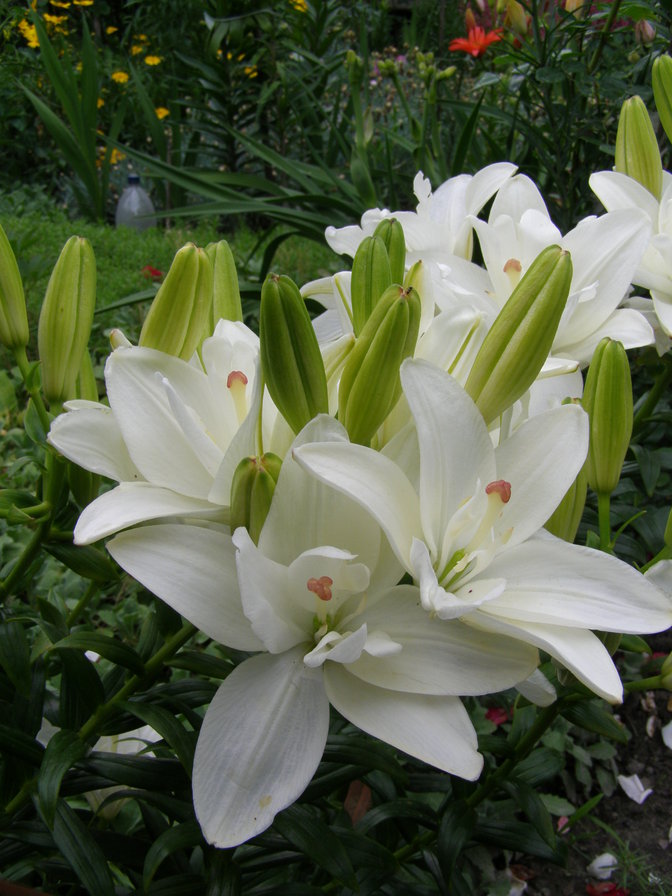 ЛІЛІЇ - квіти - оригинал