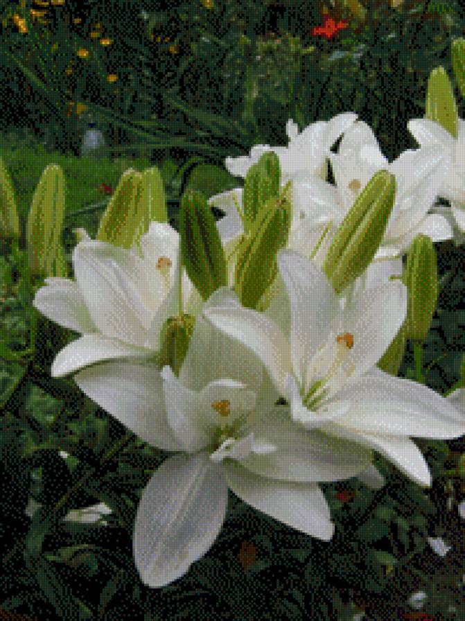 ЛІЛІЇ - квіти - предпросмотр