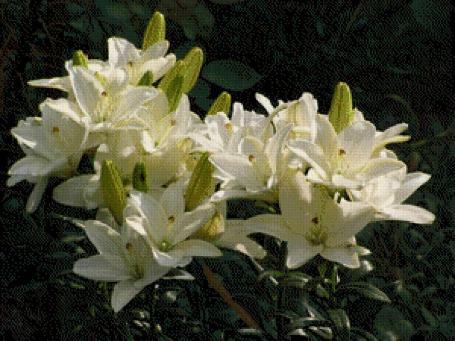 ЛІЛІЇ - квіти - предпросмотр