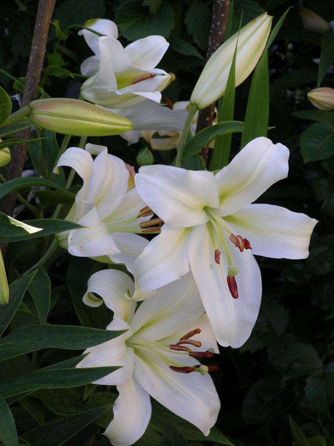 ЛІЛІЇ - квіти - оригинал