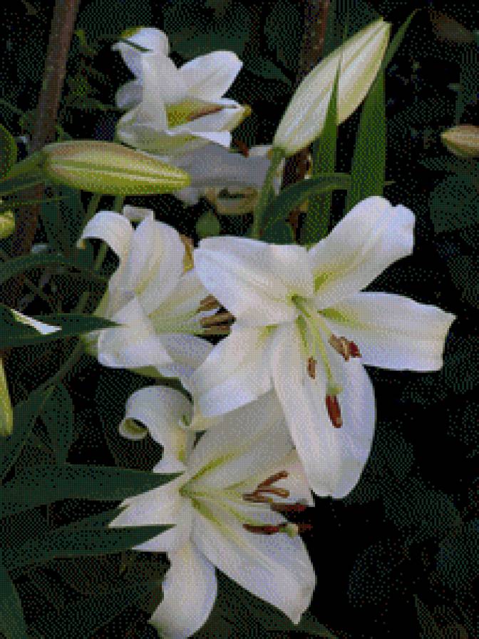 ЛІЛІЇ - квіти - предпросмотр