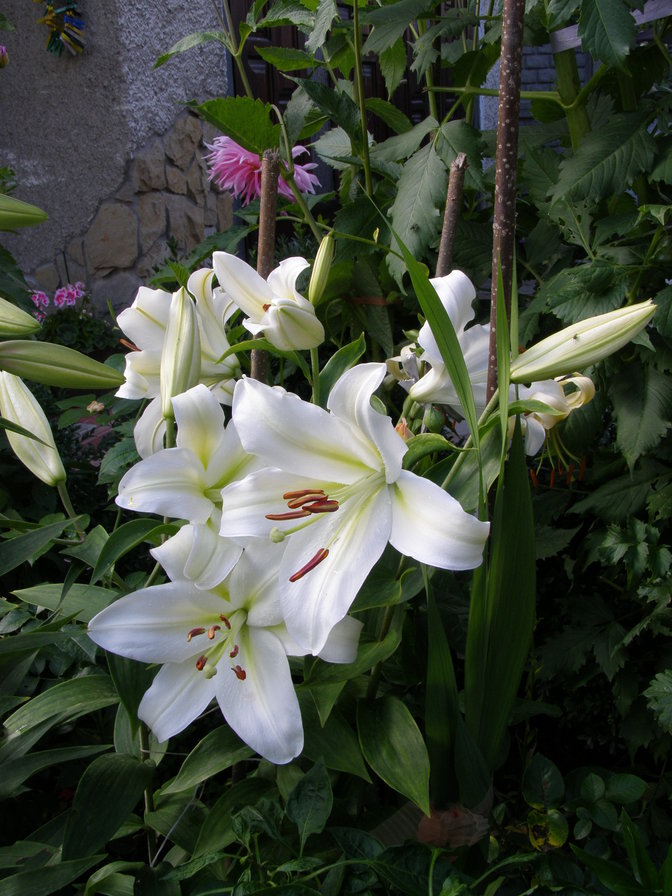 ЛІЛІЇ - квіти - оригинал