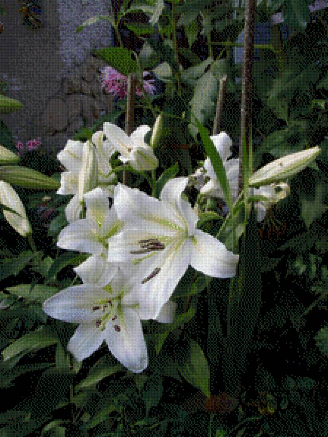 ЛІЛІЇ - квіти - предпросмотр