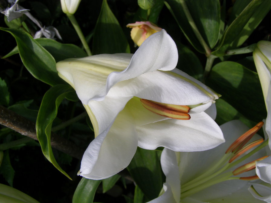 ЛІЛІЇ - квіти - оригинал