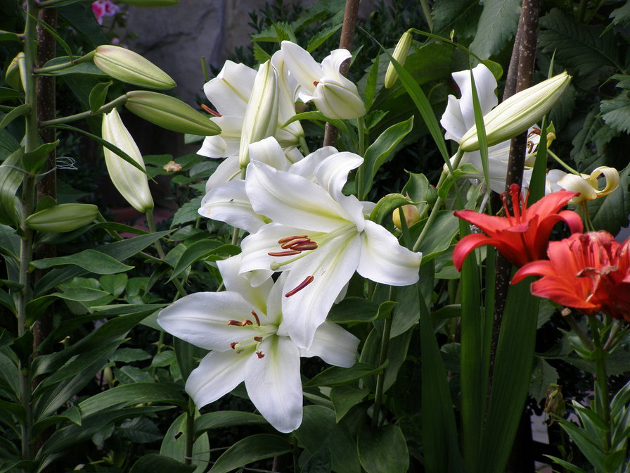 ЛІЛІЇ - квіти - оригинал