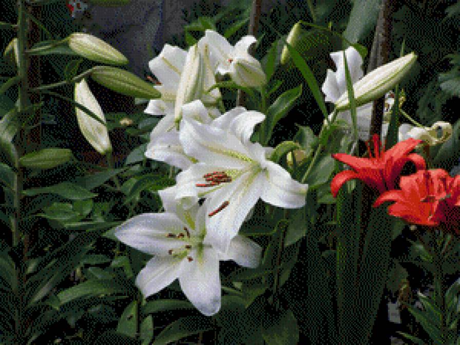 ЛІЛІЇ - квіти - предпросмотр