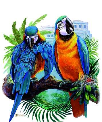 Попугаи - оригинал