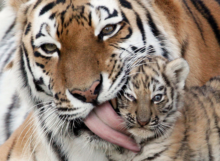 Мама тигр рядом - животные, тигр, тигренок - оригинал