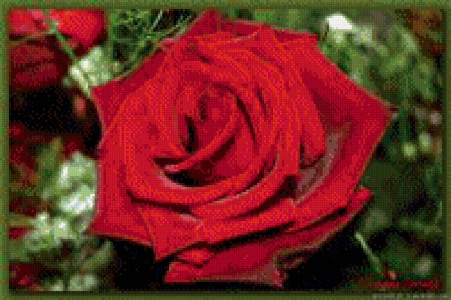 роза - предпросмотр