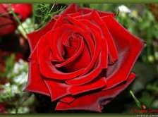 Схема вышивки «роза»