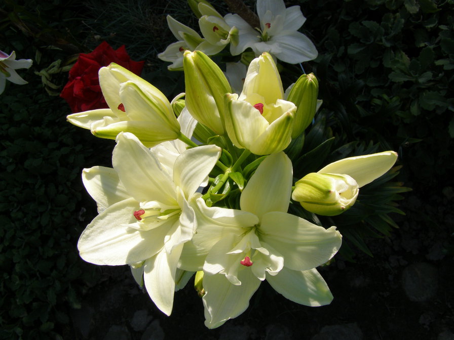 ЛІЛІЇ - квіти - оригинал