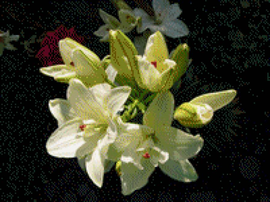 ЛІЛІЇ - квіти - предпросмотр