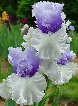 ирисы - красота, природа, цветы - оригинал