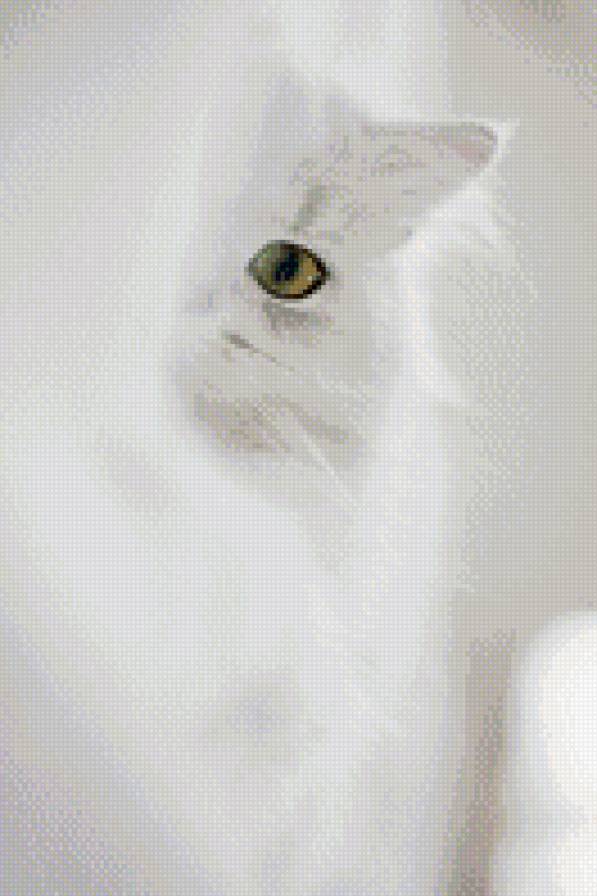 Кот - кот, животные - предпросмотр