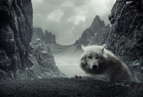 Волк - волк - оригинал