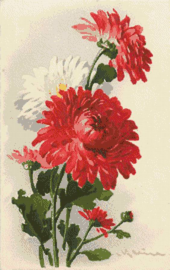 Катарина Клейн Хризантемы - цветы, хризантемы - предпросмотр