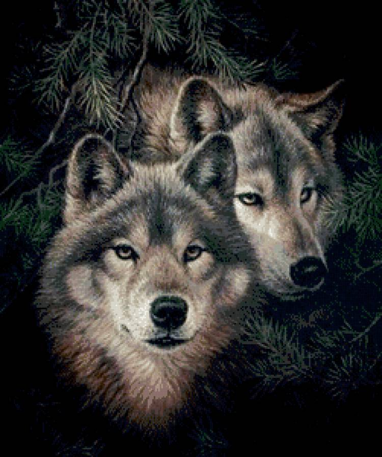 Волки - хищники, звери, пара - предпросмотр