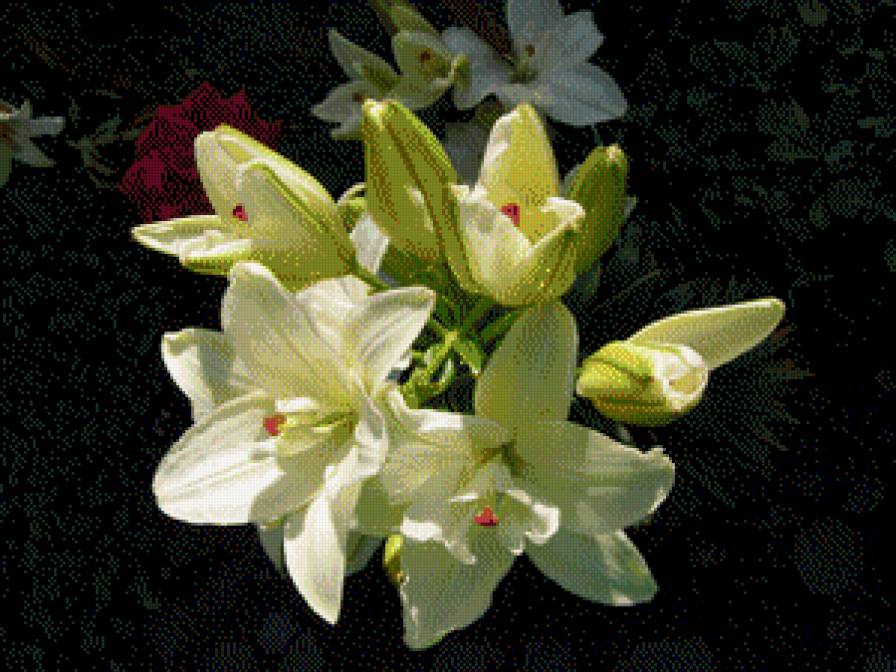 ЛІЛІЇ 3 - квіти - предпросмотр