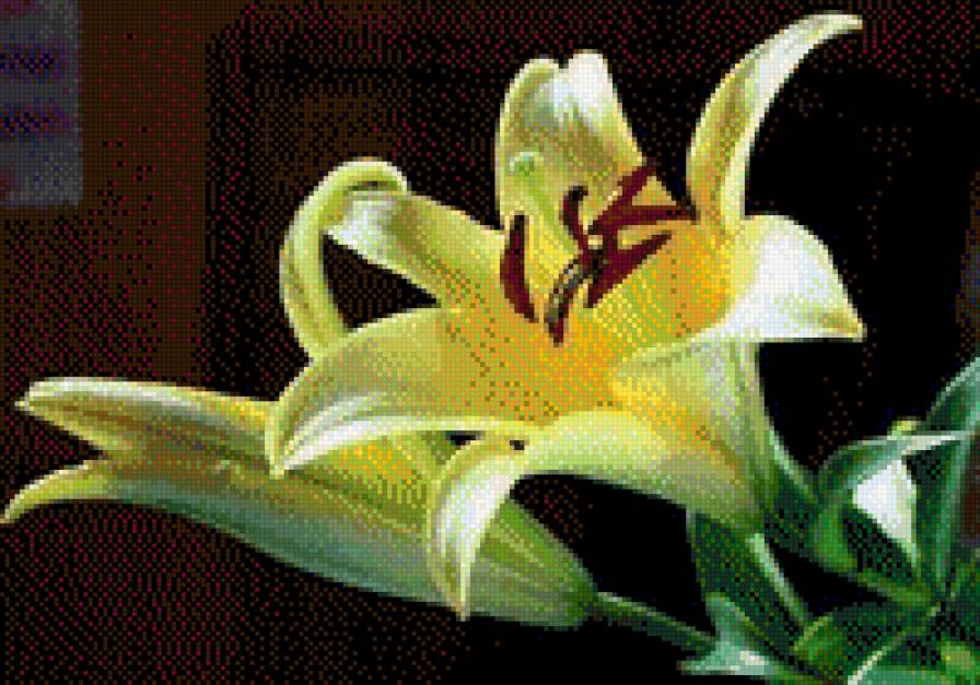 ЛІЛІЇ - квіти - предпросмотр