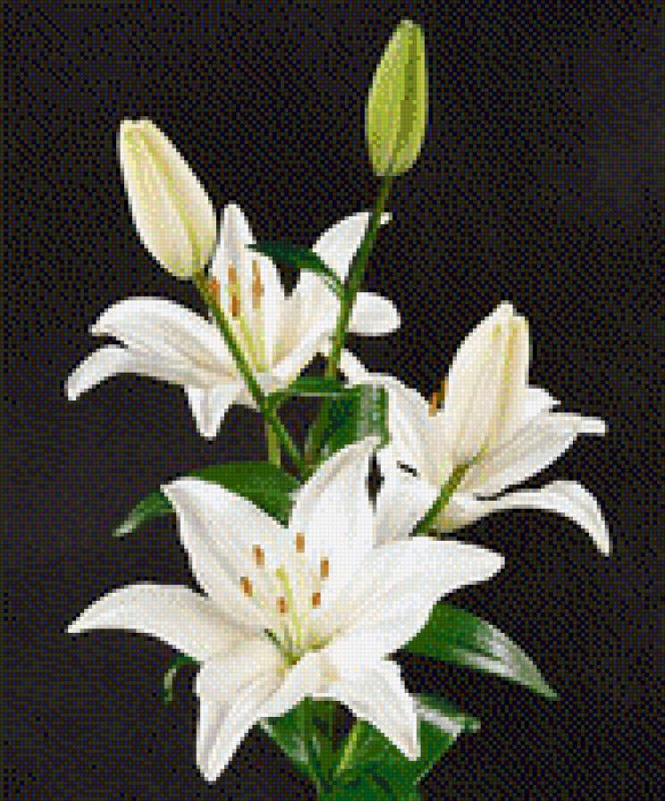 ЛІЛІЇ - квіти - предпросмотр