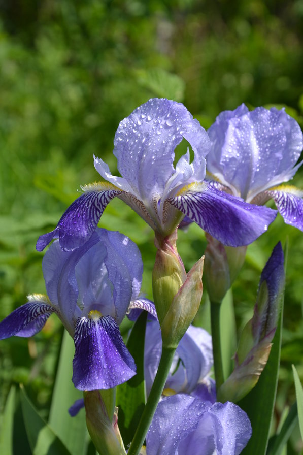 Ирисы - ирис, цветы, чветок - оригинал