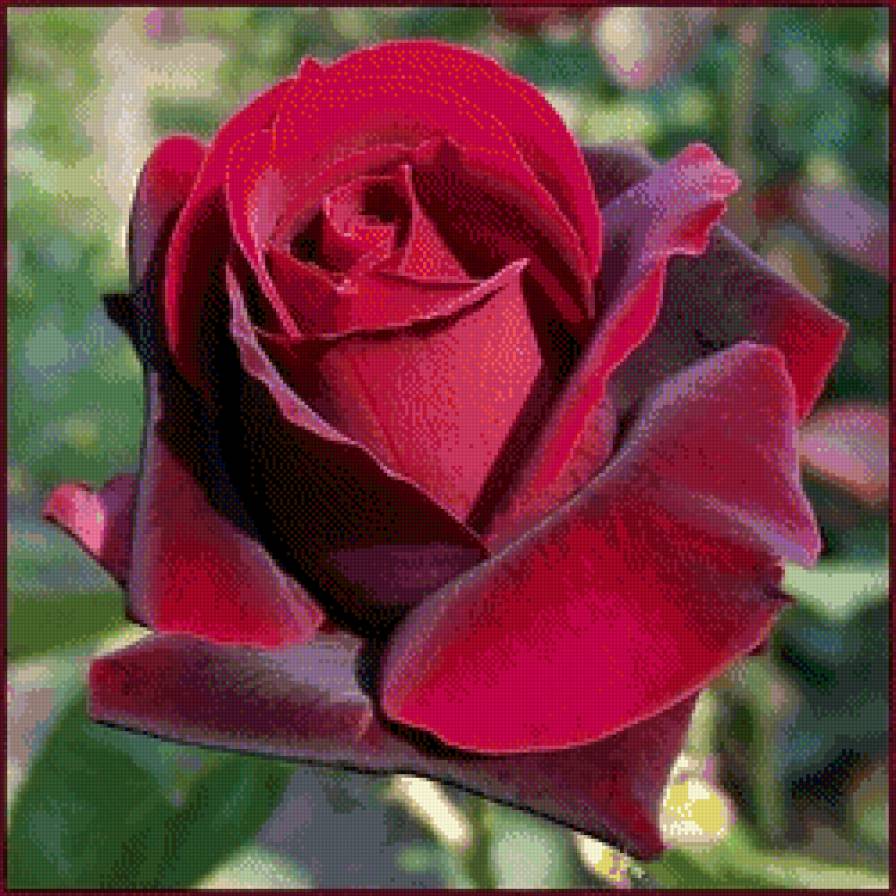 бархатная роза - цветы, цветок, красная роза, роза, картина - предпросмотр