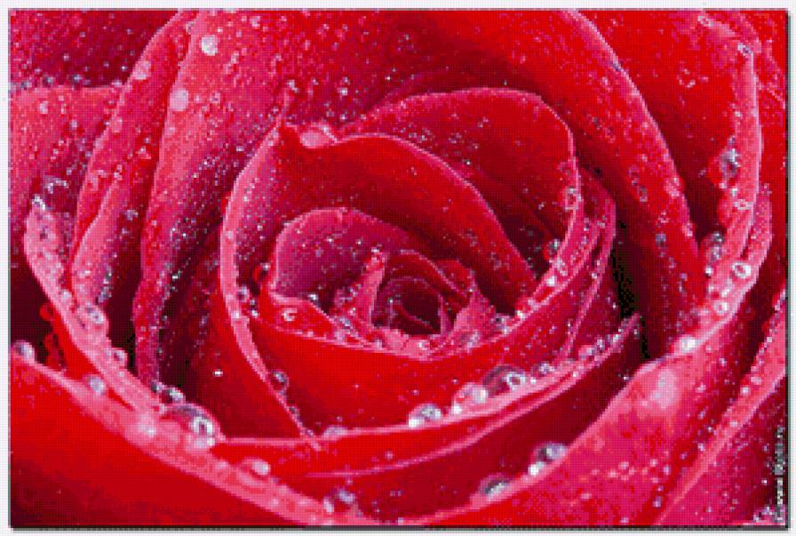 trandafir - предпросмотр