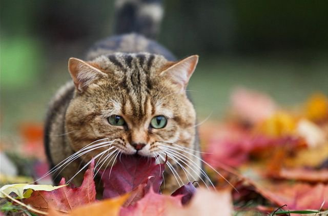 . - оригинал