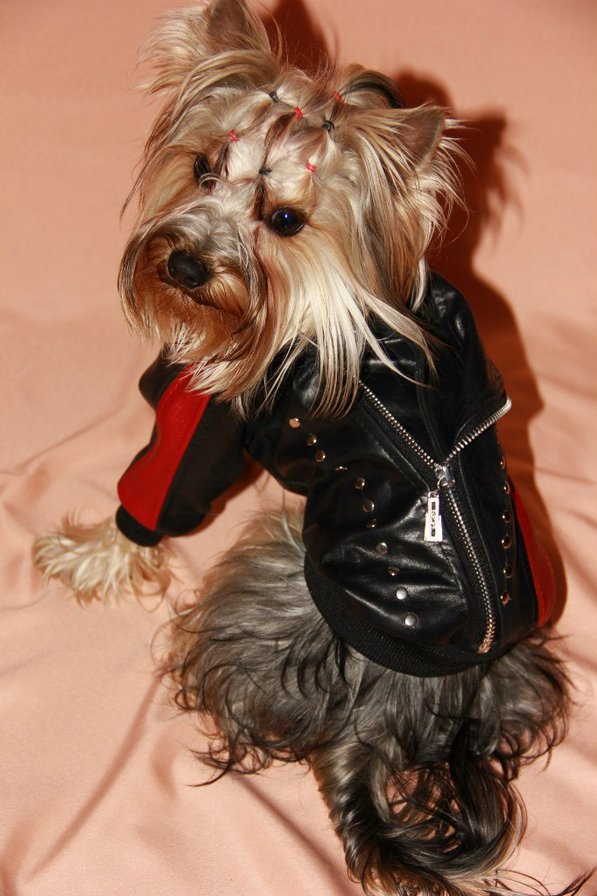 Ted - оригинал