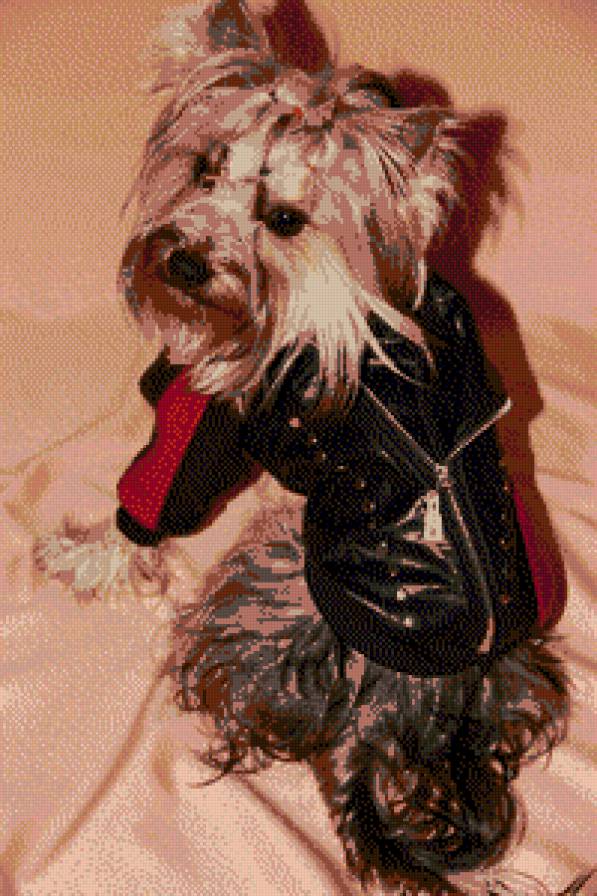 Ted - предпросмотр