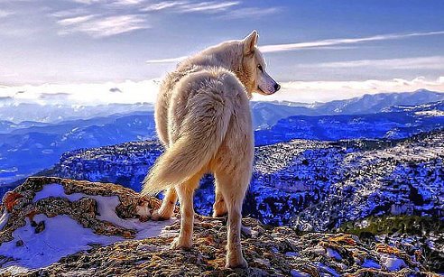 Волк - горы, волк, одиночество - оригинал