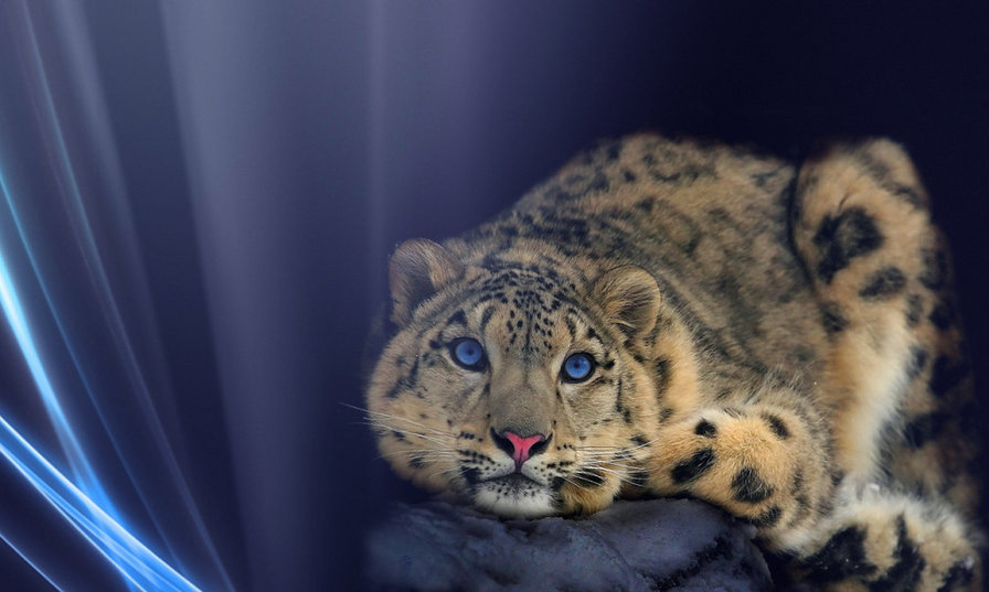 КРАСИВАЯ КИСА - оригинал