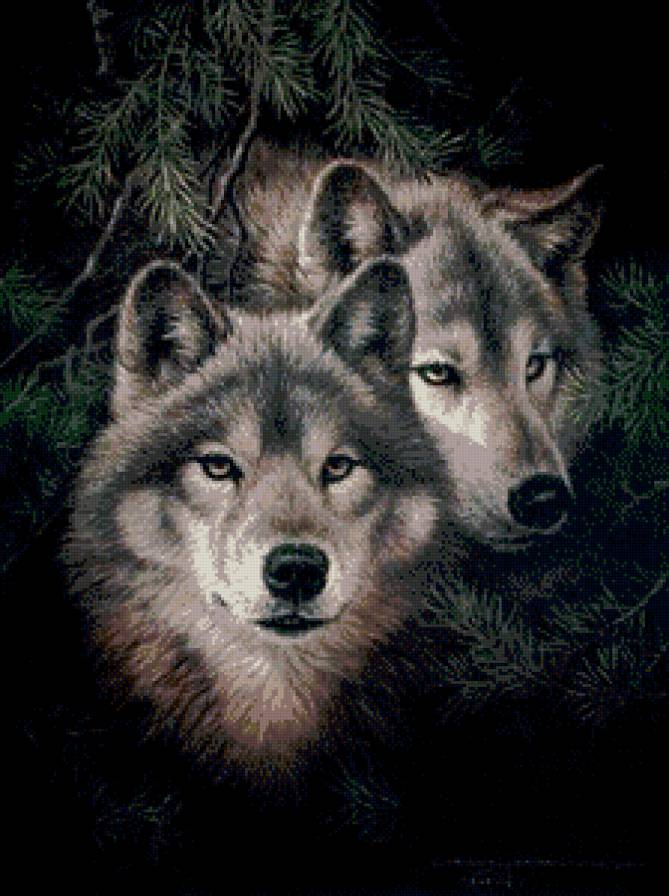 Пара волков - волки, хищники, животные - предпросмотр
