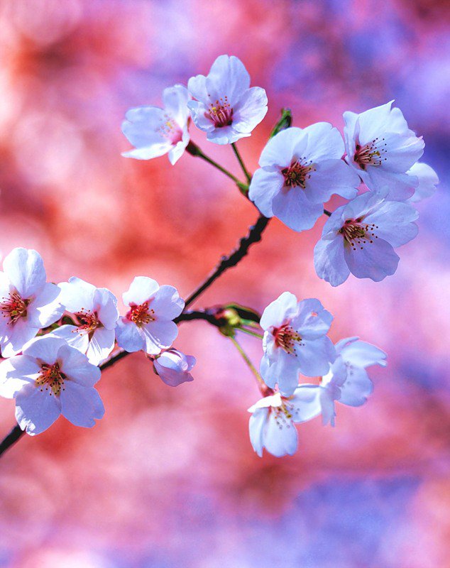 яблоня - природа - оригинал