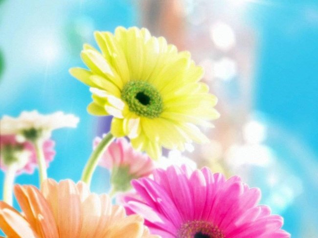 цветы - цветы - оригинал