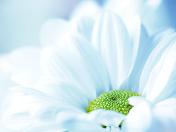 цветок - цветы - оригинал