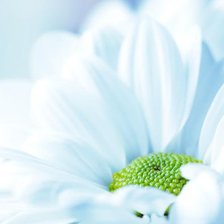 Схема вышивки «цветок»