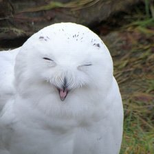 Схема вышивки «Белая сова»