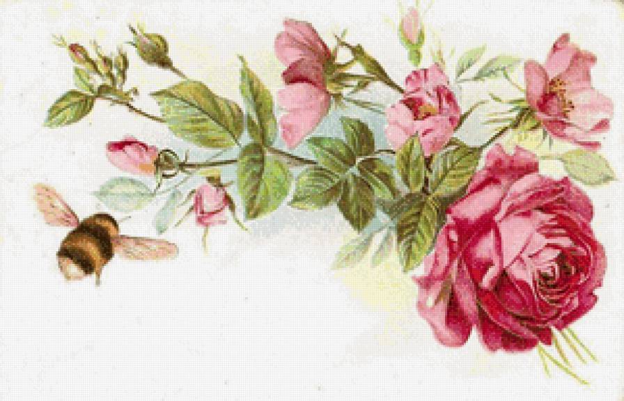 Шмель - розы, цветы - предпросмотр