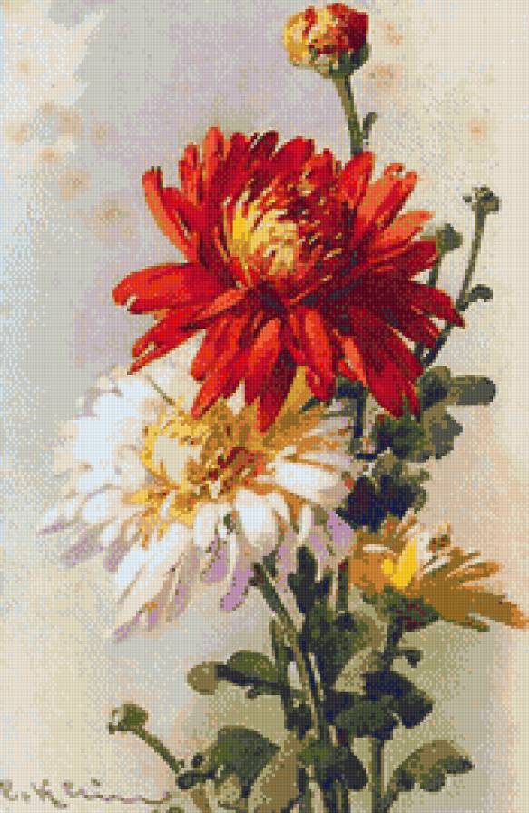 Катарина Клейн Хризантемы - цветы, хризантемы - предпросмотр