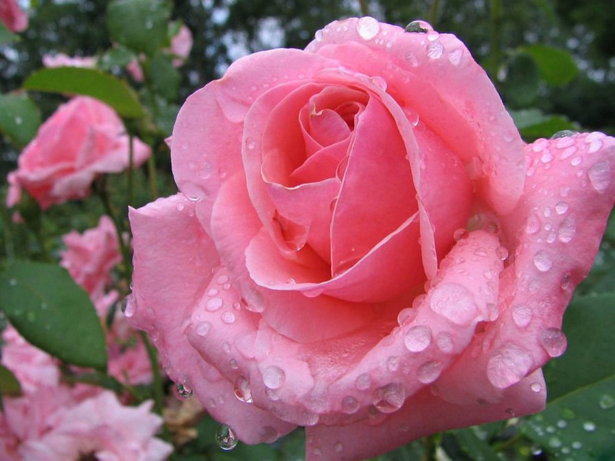 роза - роза цветок природа - оригинал