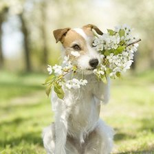 Пес с цветами