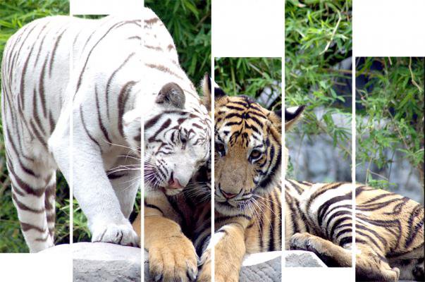 тигры - оригинал