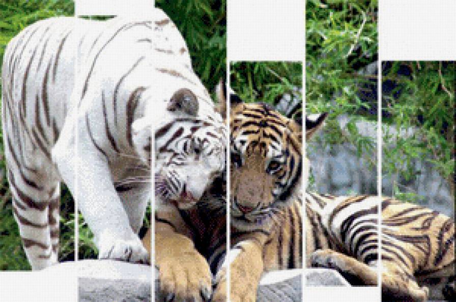 тигры - предпросмотр